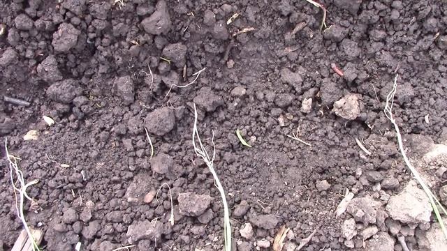 Сажаем Рассаду Лука Порея/ Помидоры через два дня после высадки смотреть онлайн