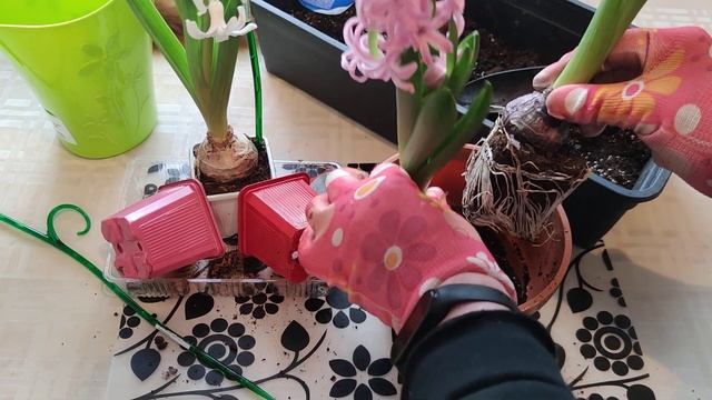 Как сохранить геоцинты, которые были на выгонке, и нарастить полноценную луковицу
