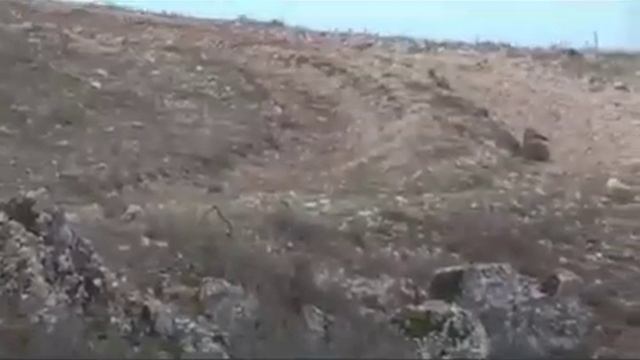 Заяц запутал следы и обманул всю стаю охотничьих собак смотреть онлайн