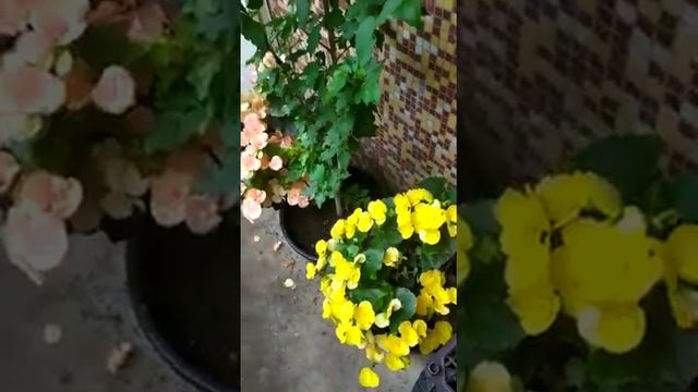 Begonia flower pink and yellow petunia flower Violet hibiscus flowers смотреть онлайн