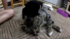 Желаю все терпения. #котик #щенки #терпение #массаж @user-pd5rp8hp2w