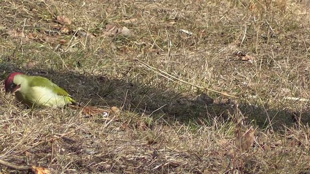 зелёный дятел смотреть онлайн