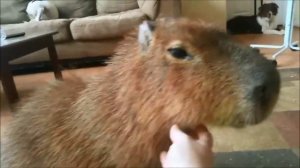 шок капибара танцует под музыку 7