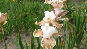 Мой сад. Ирис бородатый Кофе Висперс (Coffee Whispers).