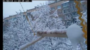 Трансляция кормушки для синичек / Live birds feeder