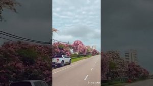 Цветение Кота Кинабалу