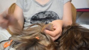 стрижка уши, лапы йорков