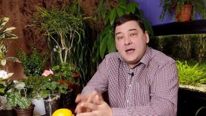 Цитрусовые растения. Выращивание цитрусовых растений в домашних условиях