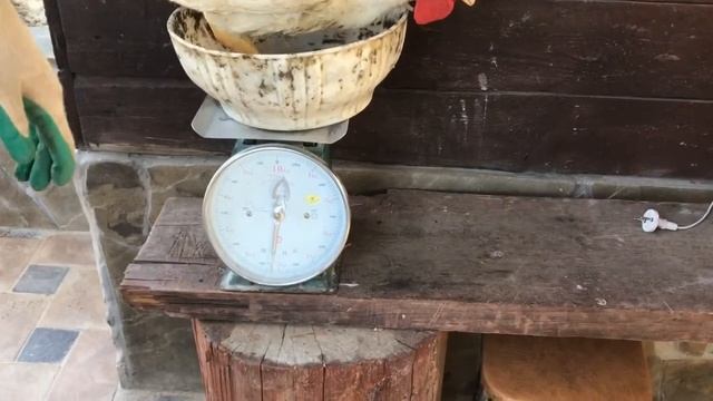 Бройлер КОББ-500. Вес Тушки в 75 дней. смотреть онлайн