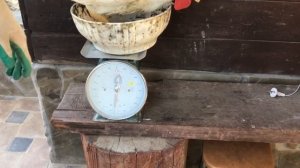 Бройлер КОББ-500.  Вес Тушки в 75 дней.