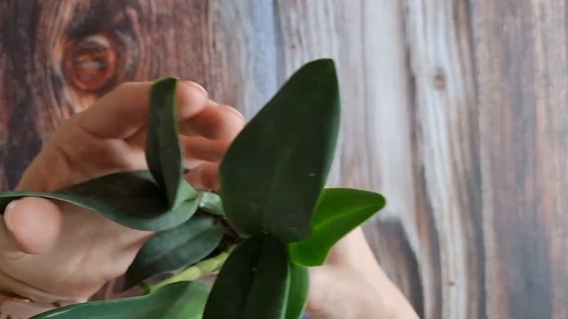 Цветение орхидеи Phalaenopsis ARK's Kaiulani и распаковка заказа от MIKI ORCHIDS!