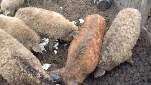 Венгерская Мангалица 9 мес. Продажа