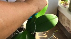 ОРХИДЕИ ЛИСТЬЯ ГЛЯНЦЕВЫЕ как латекс! Чем, как и когда протираю листья орхидей чтобы блестели?