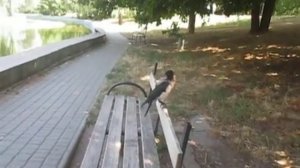 ГОВОРЯЩАЯ ВОРОНА НОВАЯ ЗВЕЗДА