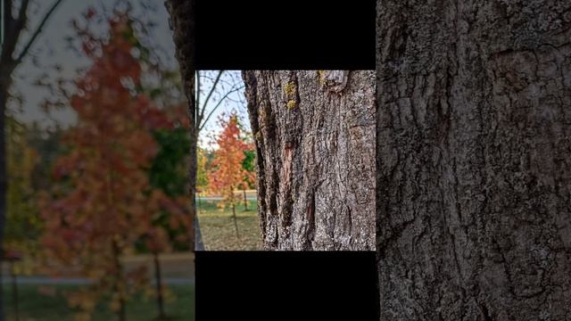 осень прекрасное время года смотреть онлайн