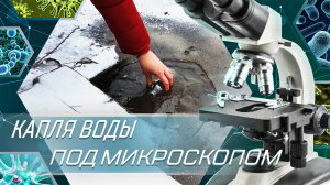 Капля воды под микроскопом из городского озера.