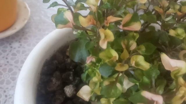 Обзор комнатных растений.Растения,которые сильно удивили.