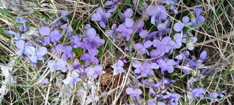 Spring shows its beauty.