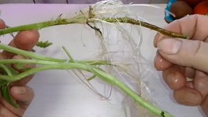 если сломался стебель томата