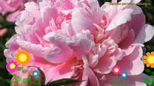 Пион многоцветковый. Краткий обзор, описание характеристик paeonia lactiflora Уфимские зори