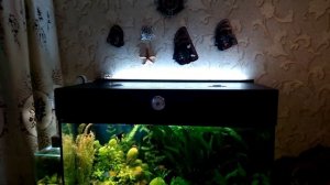 Аквариумы в интерьере квартиры