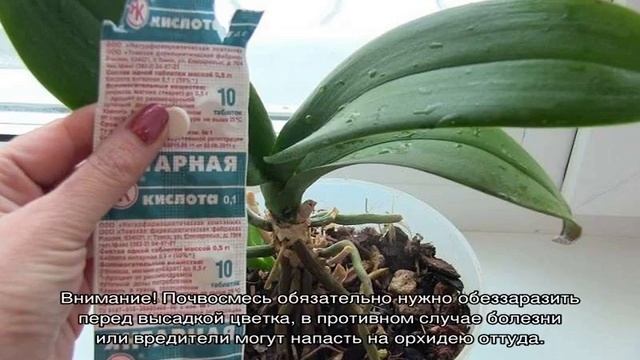 Янтарная кислота для орхидей — применение смотреть онлайн