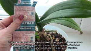 Янтарная кислота для орхидей — применение