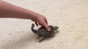 Анкилозавр- игрушка и животное