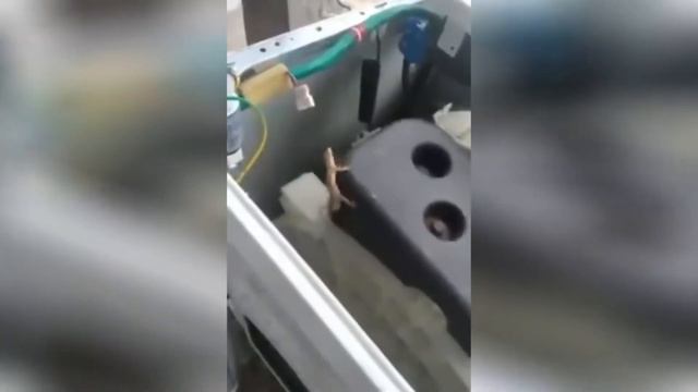 РЖУ НЕ МОГУ / СМЕШНЫЕ ЖИВОТНЫЕ / ЛУЧШИЕ ПРИКОЛЫ 2020 смотреть онлайн