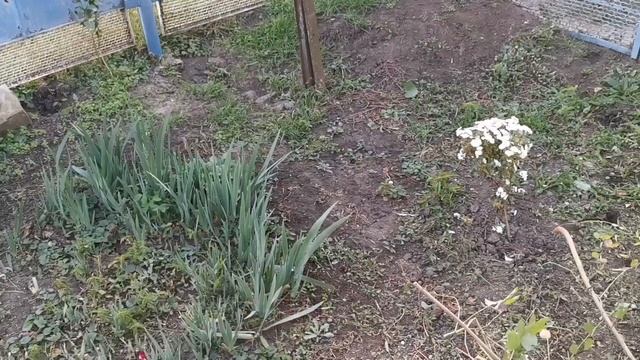 СОСТАВИЛА МЕНЮ НА НЕДЕЛЮ ? ГРИША ГОТОВИЛ КОТЛЕТЫ ? смотреть онлайн