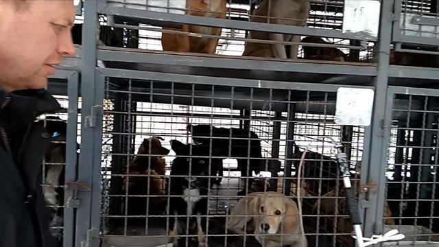 Стерилизация собак в г. Авдеевка. смотреть онлайн