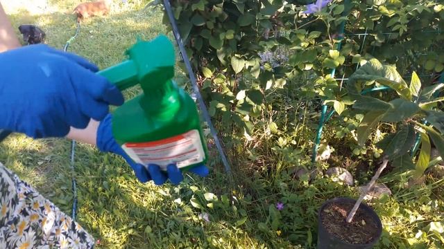 Тестирование средства от ТЛИ, ГУСЕНИЦ и других насекомых в канистре с эжектором от ТМ "Bona Forte". смотреть онлайн