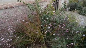 Gaura lindheimeri, "Whirling butterflies"