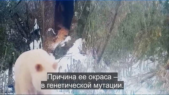 Учёные в ступоре! Камера в лесу сняла ЗВЕРЯ рядом с пандами, которого раньше не видели! Уникум! смотреть онлайн
