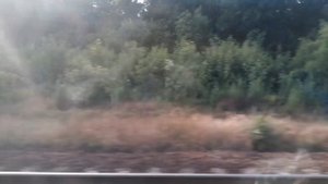 Поездка на поезде Санкт-Петербург - Ейск. Влог