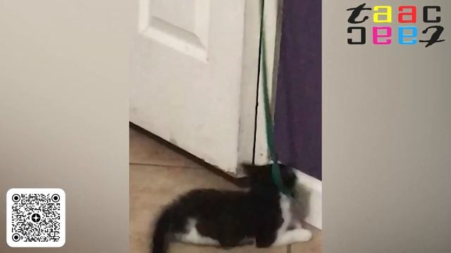 400 СЕКУНД ПОЗИТИВА. ВЕСЕЛЫЕ И СМЕШНЫЕ ДОМАШНИЕ ПИТОМЦЫ