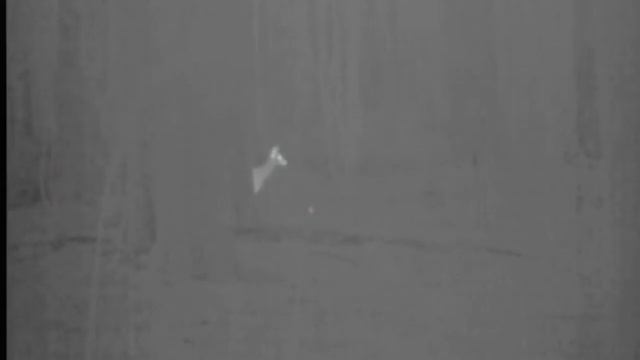 Roe deer with Pulsar HD50S смотреть онлайн