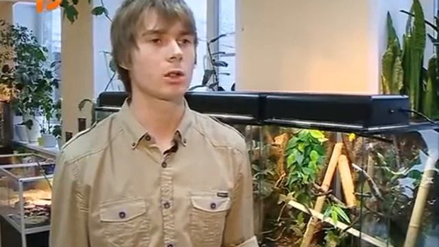 Дневной мадагаскарский геккон Программа 'Лапушки' в Экзотариуме 18 02 16 смотреть онлайн