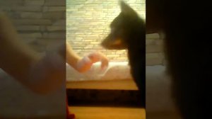 ДРЕССИРУЕМ СОБАКУ!!! РУССКИЙ ТОЙ-ТЕРЬЕР!!