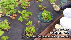 Подставка подпорка под клубнику полимерсад чашечка
