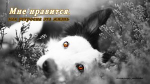 Мне нравится, как устроена эта жизнь