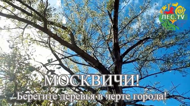Москвичи! Берегите деревья в черте города! смотреть онлайн