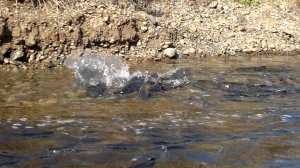 Кета идёт на нерест.#лосось