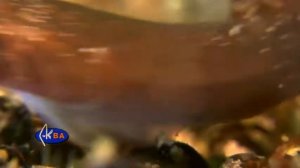Толсторылая присоска. Рыбы Черного моря. Lepadogaster candollii Connemarra clingfish