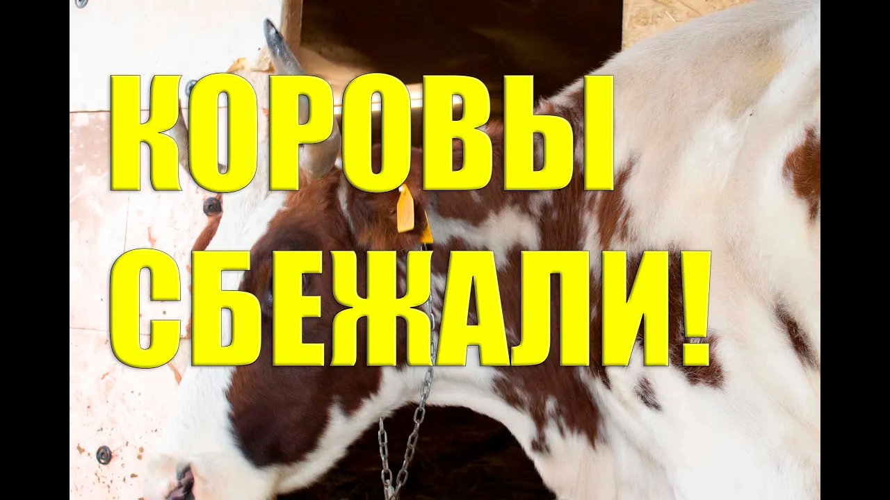 Канал корова. Здоровая корова. жила-была корова она была здорова. сельский блоггер с коровой. блогера синяя корова.