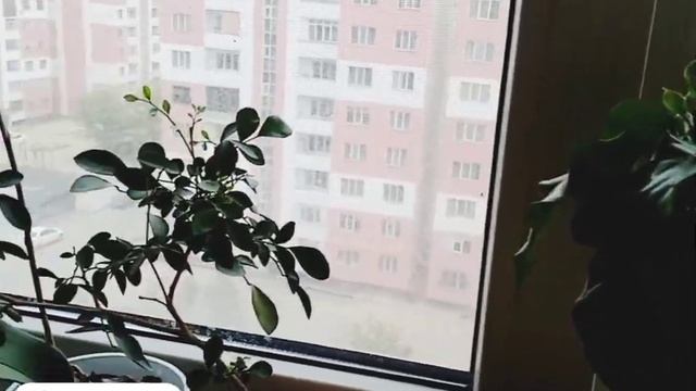 Мини обзор моих растений #комнатные_растения, #обзоррастений, #цветыдома,