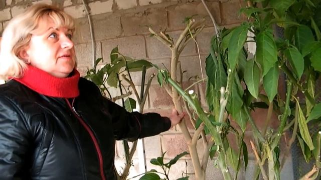 ЗИМОВКА МОИХ ЛЮБИМЫХ БРУГМАНСИЙ!!! ПОКАЗЫВАЮ СВОИ БРУГМАНСИИ ПО ПРОСЬБЕ ЗРИТЕЛЕЙ! смотреть онлайн