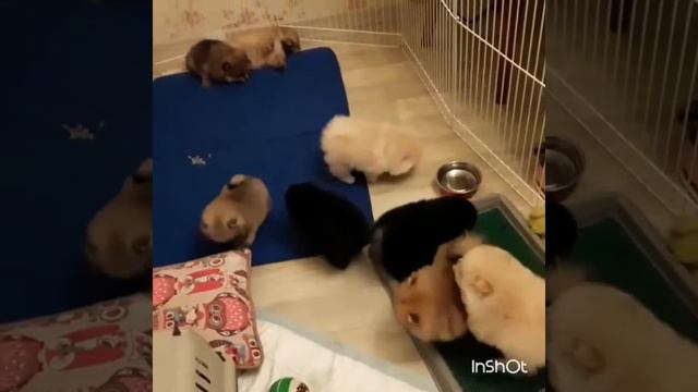 Щенки шпица различных окрасов смотреть онлайн