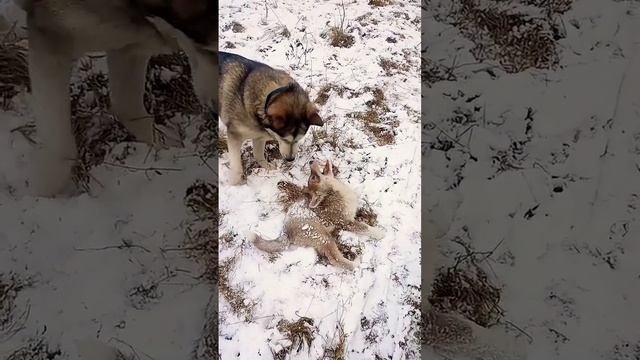 щенок волкособа жалуется маме #puppy #щенок #волкособ #алабайхаски