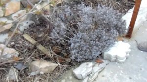 как ухаживать за лавандой.